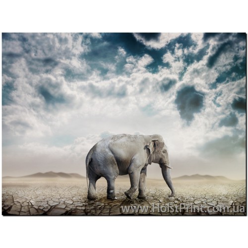 Изображения животных, слон, ART: ANF888004, , 168.00 грн., ANF888004, , Животные (Фотокартины)